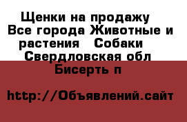 Щенки на продажу - Все города Животные и растения » Собаки   . Свердловская обл.,Бисерть п.